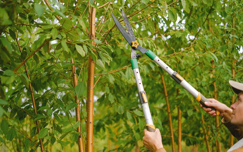 Tree trimming in Kouts, IN